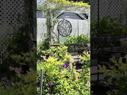 Tiny Backyard garden to relax #garden #gardening #plants #new #relaxing #gardentour #shortvideo