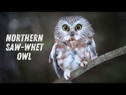 Northern Saw-whet Owl Call | What It Sounds Like?