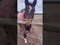 These horses are talented 😂 ​⁠@jaymendoza