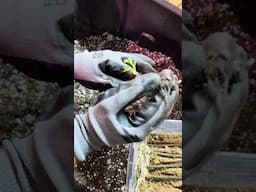 This One Mistake Destroys 90% of Cuttings
