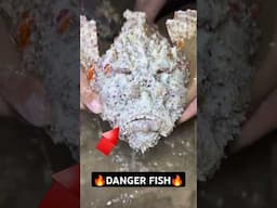 Stone Fish | Ball Fish 🔥 #shorts