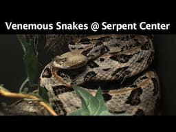 Lots of Venomous Snakes @VenomCentral Serpent Center