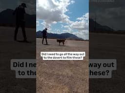 My morning as a dog trainer with ADHD