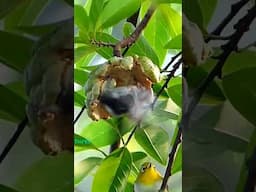 Small Birds eating a ripe fruit.     #birds #birdslover #nature #wildlife #birdlife