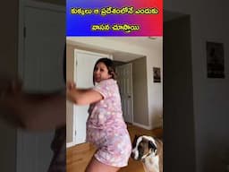 కుక్కలు ఆ ప్రదేశం లో ఎందుకు వాసన చూస్తాయి 😳 Most Interesting And Unknown Facts Telugu, CTC Facts