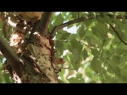 Episode 204 The Gift of the Forest- Introduction to the Forest