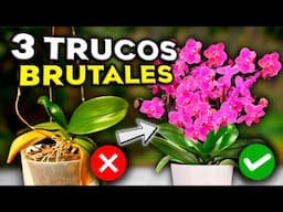 3 TRUCOS BRUTALES para que tus ORQUÍDEAS FLOREZCAN SIN PARAR 🌸 (Abono Casero INFALIBLE)