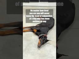 It hurts #dog #funny #puppy #doberman #dobermanpinschers #dobermanpuppy #dogsfunny