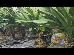 phan trí nụ, xh, hnhg, vũ thanh, ngọc lan, tiên sơn, km....đen rô chớp các loại, nhạn đẹp.916594696