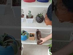 My balcony garden setup/plants arrange in small balcony