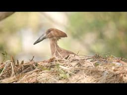 Animal Spotlight: Hamerkops