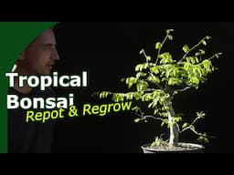Summer or Spring Repot: Tropical Bonsai ? - [Brazilian Raintree and Jabuticaba]