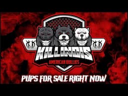 CALL IN NOW!!!!!! OUR AMERICAN BULLY PUPS ARE OFFICIALLY UP FOR SALE!!!!!!!!