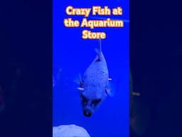 CRAZY Fish at the Aquarium Store!!