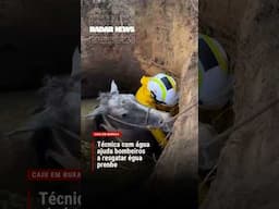 RESGATE DE ÉGUA GESTANTE