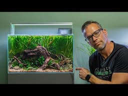 MASTER YOUR MIDGROUND WITH THESE EASY PLANTS (4K)