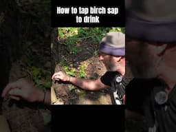 How to tap birch sap to drink #foraging #woodland #birch
