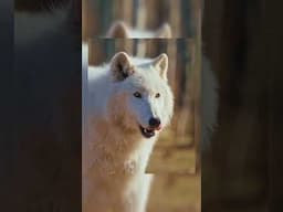 இந்த உயிரினத்தின் பிறப்பால் ஆபத்தில் இருக்கும் மனித இனம்? Dire wolf is back from extinction #shorts