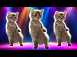 Cosmic Cats Song - The Singing Cat Catchy Tune 🤣😹 Cat Videos 🐈🤣💃Cat Dance #funnycats #dancingcat