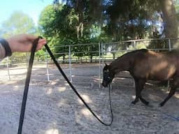 Training Tips for Developing Your Horse's Movement