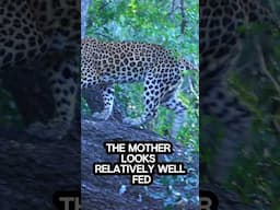 Injured Leopard Found Alive… with Her Cub!