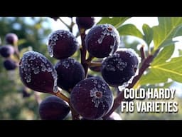 Cold Hardy Fig Tree Varieties - Surprising Results from an Extreme Test