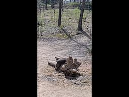Baby elephant Jet tries to climb over a log at Saint Louis Zoo