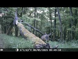 Beobachtungen im Eifelwald