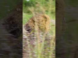Rescued LION BROTHERS Play in the Water #cat #wildlife #fun