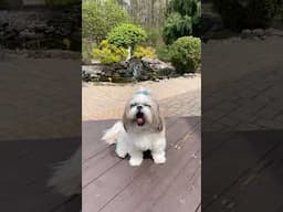 Shih Tzu Bliss: Fresh Air & Nap Time Vibes! 🌬️😴 #shorts #shihtzu