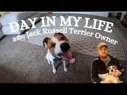 A Day In My Life As A Jack Russell Terrier Owner