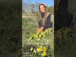 Have you ever tried cowslip? 🌼 #foraging #wildfood #edibleflowers
