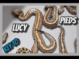 Next Level Blood Python Project. Pied Het T- Albino x Druid Het T+ Albino Clutch!