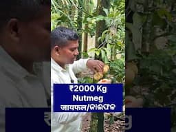 ₹2000 Kg, Nutmeg, जायफल, ଜାଈଫଳ, Nutmeg farming, Shorts, #nutmeg #shortvideo