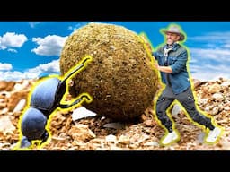 Coyote vs. Dung Beetle - Who Will Win?