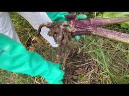 Giant Hogweed Rootcut Control