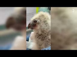 Lexi Figore feeds a baby owl while wearing an owl mask to avoid imprinting on chicks