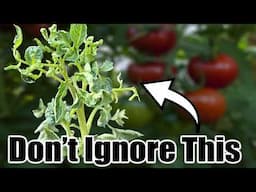 Curled Tomato Leaves? Don’t Panic—Do This!
