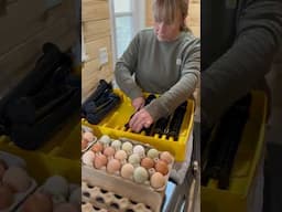 INCUBATING 56 FERTILIZED EGGS. Never buy chicks again. #shorts #spring #chicks #babies #farming