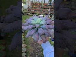 Echeveria liguas | bikolanahardinera #shortvideo #succulent #echeveria