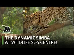 Adventures of Simba at The Manikdoh Leopard Rescue Centre (MLRC)