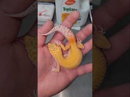 Leopard Gecko Love 💚💚🦎