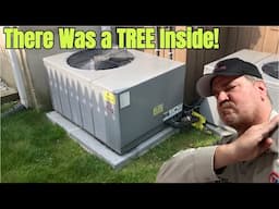 Tree Growing in the Condenser?! Central AC Maintenance Disaster Uncovered!
