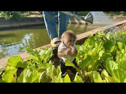 Abi monkey woke up hungry and wanted to find mom