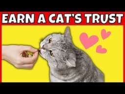 7 Steps to Earn a Cat’s Trust (Even Shy or Scared Cats)
