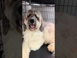 Tottie NEVER wants to come out and get groomed 😂 #viralvideo #shorts #short #dogshorts