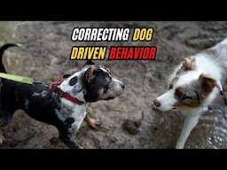 Correcting Maestro's Dog Driven Behavior!?!?!