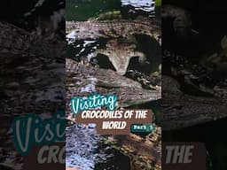 Crocodiles of the World (Part 1)