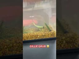 Excited to try out the 🆕 Gillie Grub from 3 Brothers Baits #bassfishing #tackle #bass #fishing