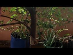 Galhos e frutos doentes, saiba como tratar.